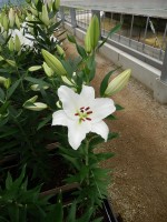 [5283 Signum VOF No01.JPG]